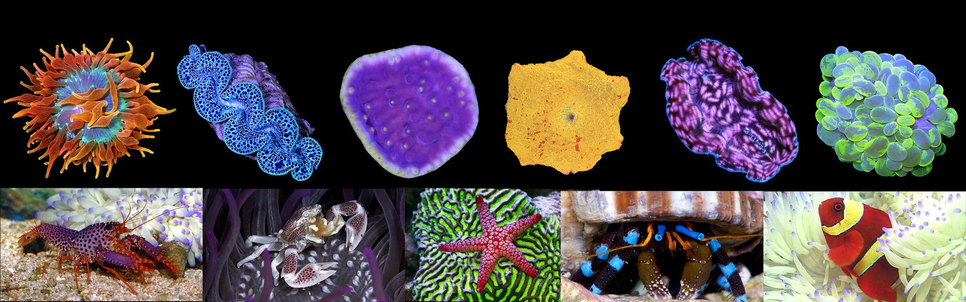 Vivid Reefs, Delivered Nationwide