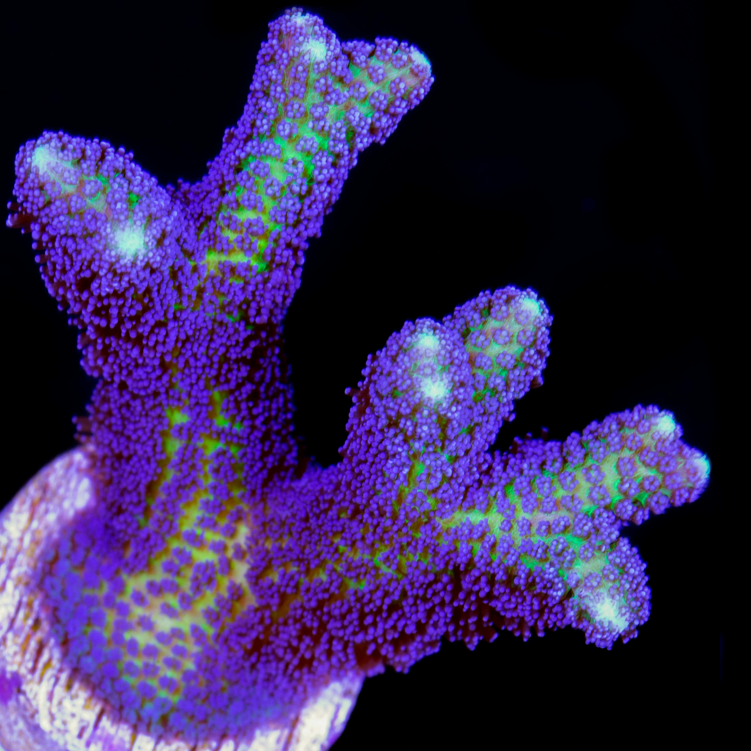 Seriatopora sp.